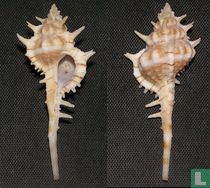 Vokesimurex gallinago