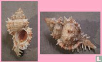 Chicomurex elliscrossi