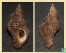 Chicoreus capucinus