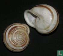 Eobania vermiculata