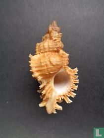 Chicoreus akritos