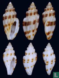 Eucithara harpellina