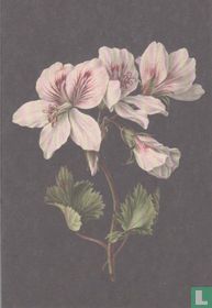 Pelargonium Album Bicolor, 1830