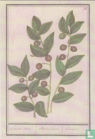 Olijf (Olea europaea), 1596/1610