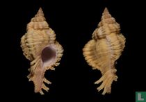 Chicoreus kaitomoei