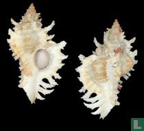 Chicoreus rachelcarsonae