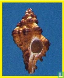 Chicoreus rubescens