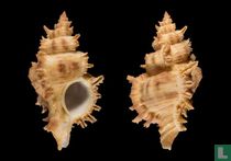 Chicoreus ceylonensis