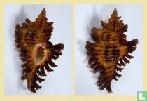 Chicoreus paini 