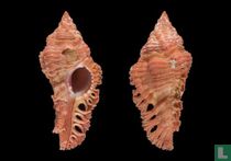 Chicoreus pisori