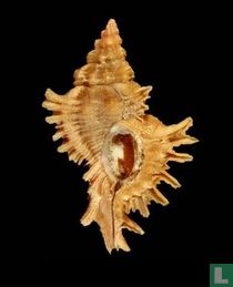 Chicoreus corrugatus