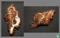 Chicoreus jessicae