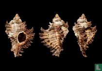 Chicoreus roberti 