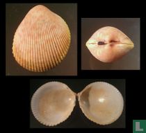 Acrosterigma cygnorum