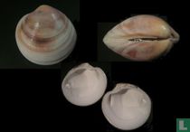 Dosinia caerulea 