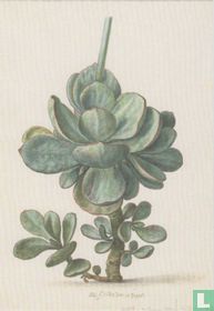 Vetplant (Cotyledon orbiculata), 1683