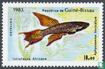 Fische kaufen