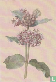Bloeiende Asclepias (Asclepias Species in Bloom)
