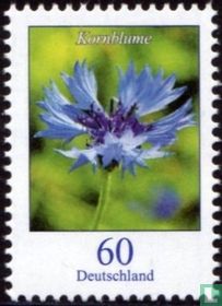 Kornblume