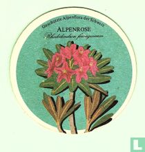 Flora Alpenrose