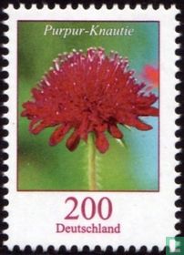 Macedonian scabious for sale