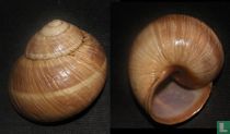 Helix cincta
