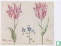 Twee tulpen met onbekende bloeiende plant (Two tulips with an Unknown Flowering Plant), 1637