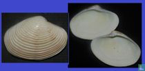 Paphia crassisulca