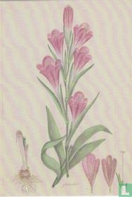 Gladiolus caryphyllaceus (Burm,Ff.) Poir, 1777/1786