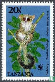 Zanzibar galago