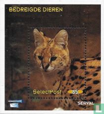 Bedreigde dieren: serval
