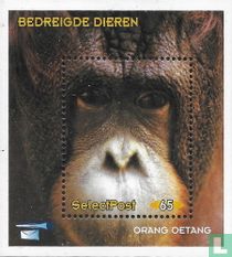 Bedreigde dieren: orang oetang