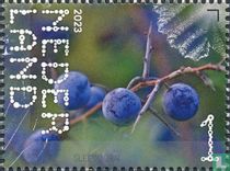Blackthorn