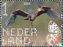 purple heron