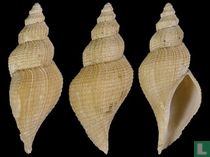 Marshallena philippinarum