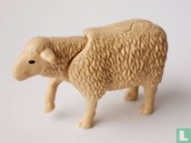 Schaap