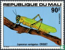 Insectes