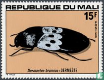 Insectes