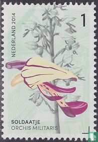 Orchids of the Gerendal for sale
