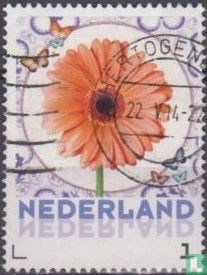 Gerbera
