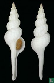 Apertifusus frenguellii