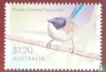 Oiseaux - Fairy Wrens