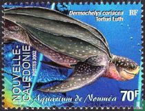 Zeeschildpad