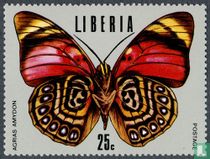 Tropical butterflies