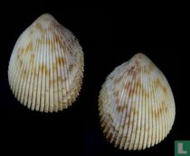 Vasticardium mindanense