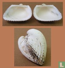 Anadara multicostata