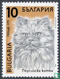 Chats acheter