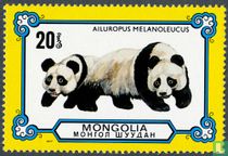 Giant panda