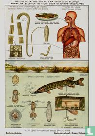 Bothriocephaal, Brede Lintworm / Bothriocéphale