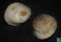 Trochomodulus catenulatus